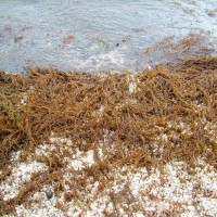 Wireweed